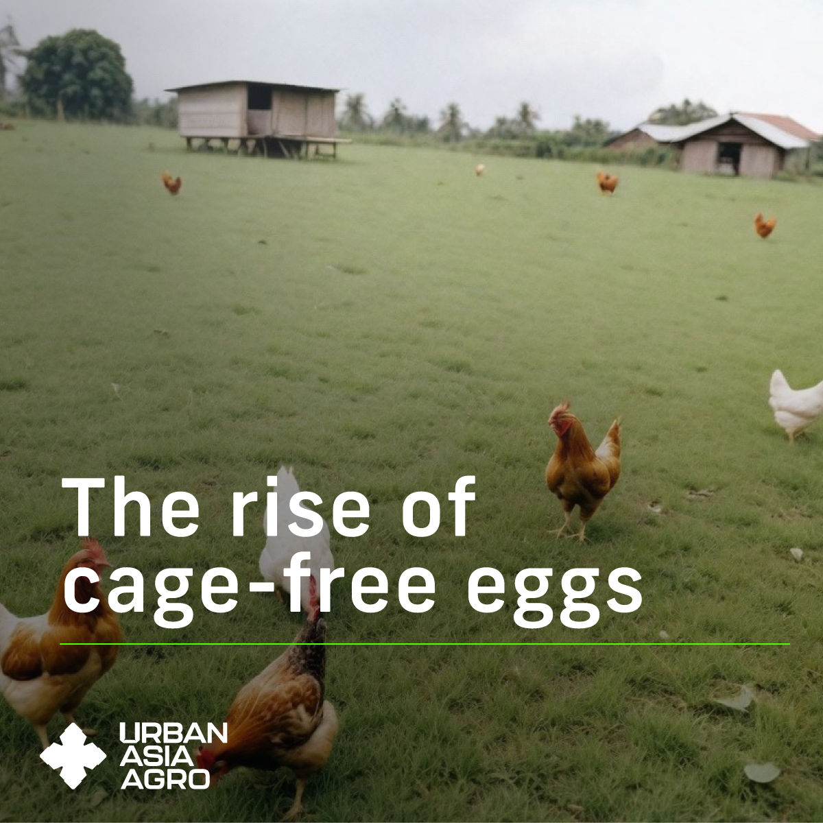 The rise of the cage-free egg production